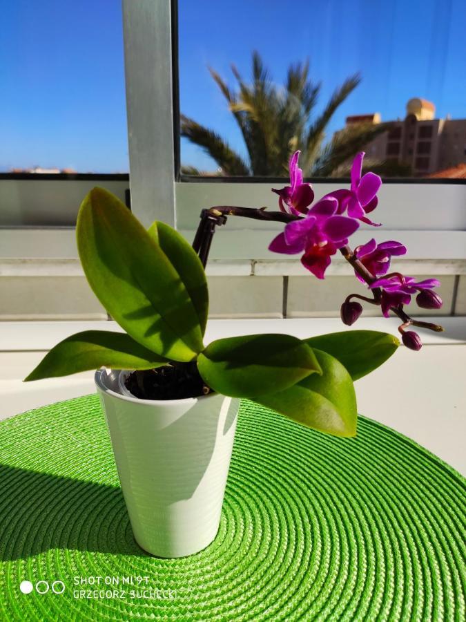 Los Europeos Appartement La Mata  Buitenkant foto